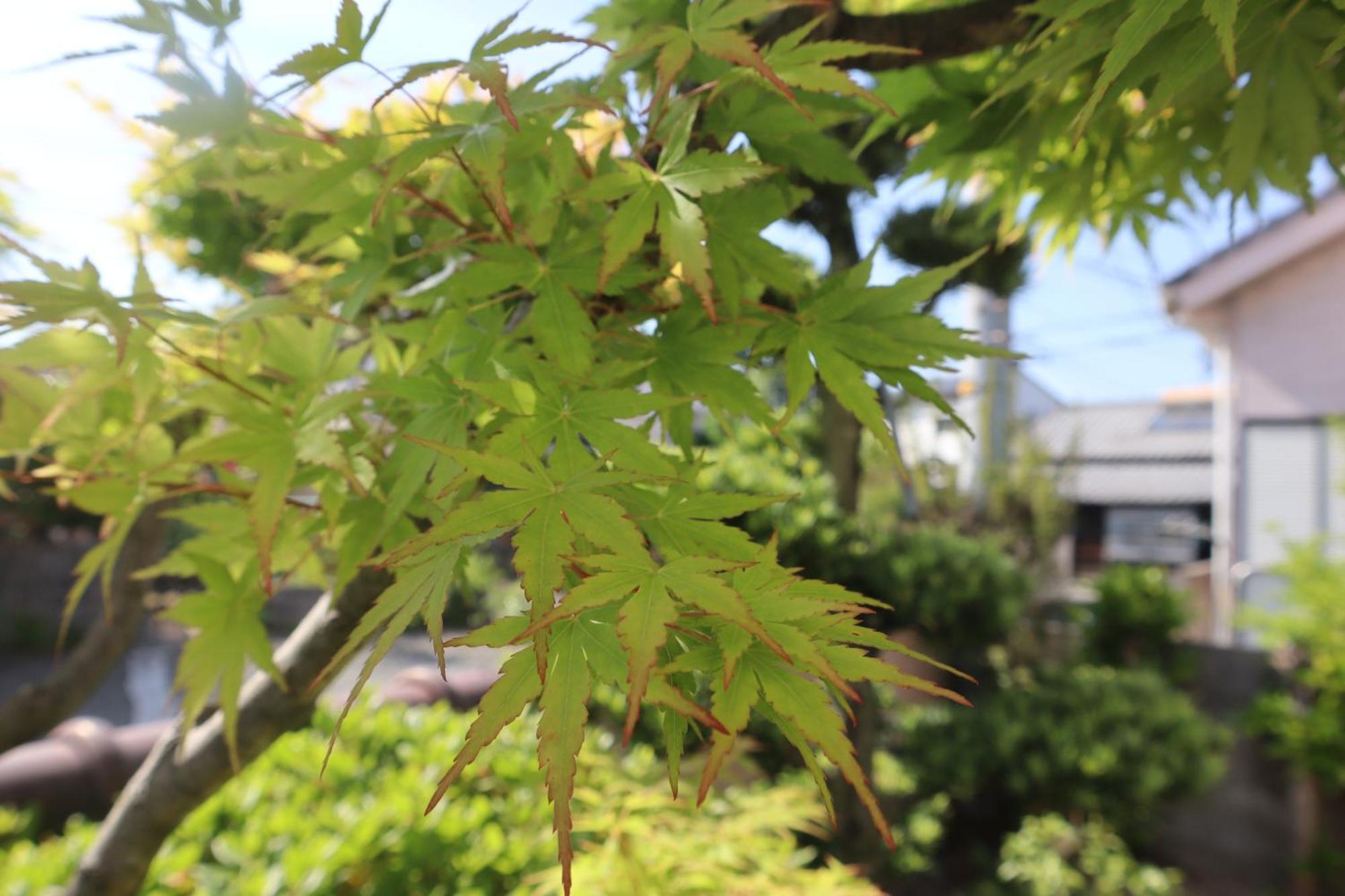 立花荘 Villa Matsuyama  Dış mekan fotoğraf